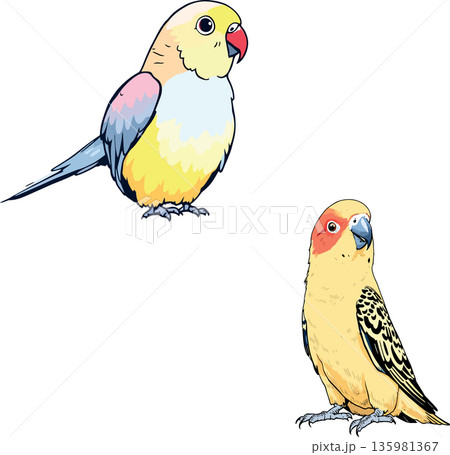 Two colorful parrots perching on white background 135981367