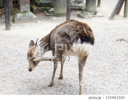 春日大社 奈良県 奈良市 春日野町 春日大社 奈良県 奈良市 春日野町 135981503