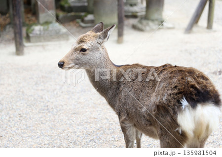 春日大社　奈良県　奈良市　春日野町 135981504