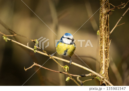 Blue tit bird sits on a branch Blue tit bird sits on a branch 135981547
