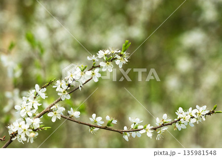 A blossoming branch of a fruit tree A blossoming branch of a fruit tree 135981548