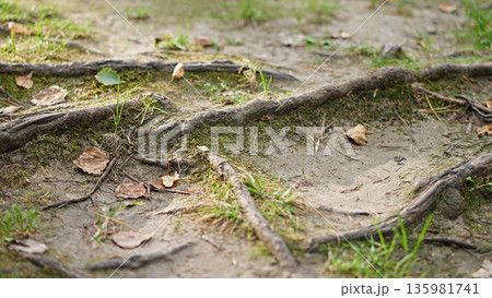 Close-up tree roots exposed on forest ground with green moss, and grass, natural woodland texture in soft daylight. Close-up tree roots exposed on forest ground with green moss, and grass, natural woodland texture in soft daylight. 135981741
