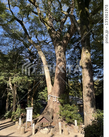 福岡市西区「飯盛神社」「養老の大楠」 135981978