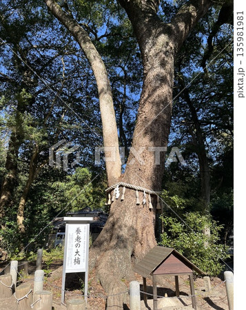 福岡市西区「飯盛神社」「養老の大楠」 135981981
