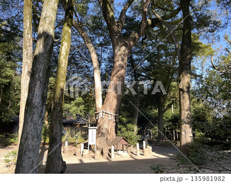 福岡市西区「飯盛神社」「養老の大楠」 135981982