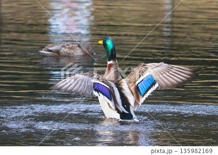 構造色の青、緑、紫のカラフルな羽根を大きく広げるマガモ 構造色の青、緑、紫のカラフルな羽根を大きく広げるマガモ 135982169