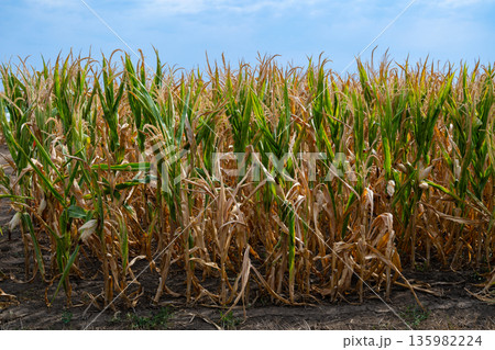 Corn field under blue sky with tall green stalks and drying leaves ready for harvest 135982224