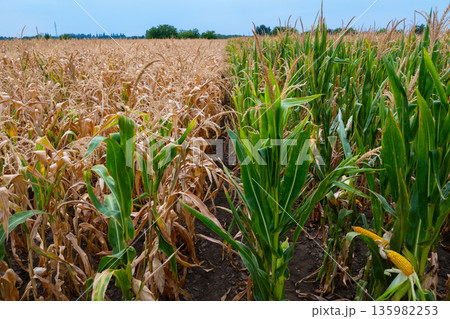 Cornfield landscape with dry stubble on the left and lush green rows on the right in a wide farmland view Cornfield landscape with dry stubble on the left and lush green rows on the right in a wide farmland view 135982253
