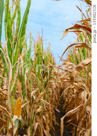 Golden corn in a sunlit field: close-up view between rows of tall maize stalks 135982316