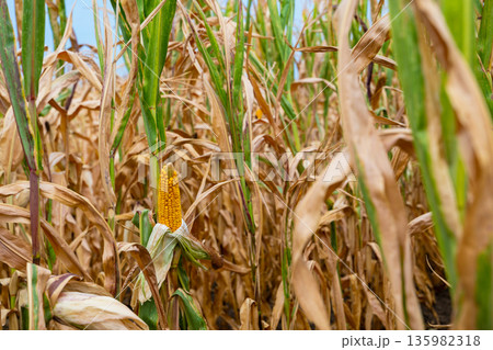 A ripe corn ear peeks through tall stalks in a golden cornfield under a bright blue sky 135982318