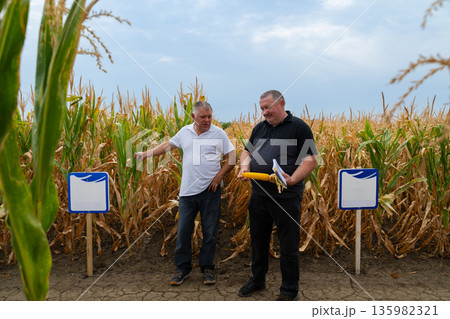 Two men in a cornfield inspect corn and documents during a field discussion Two men in a cornfield inspect corn and documents during a field discussion 135982321