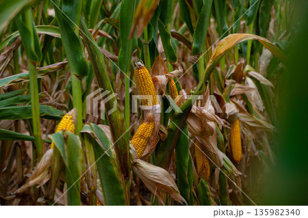 Golden corn ears in a lush cornfield under soft light, a close-up of agricultural harvest 135982340