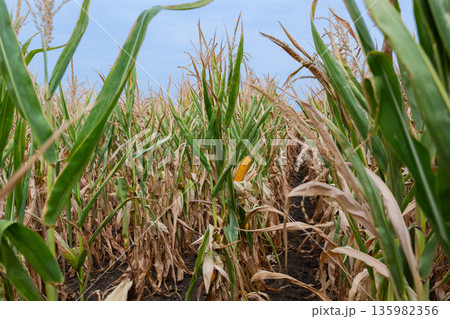 Corn field during harvest with green stalks and ripe ears visible among dried leaves Corn field during harvest with green stalks and ripe ears visible among dried leaves 135982356