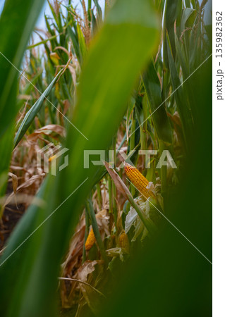 Close view of ripe corn ears peeking through tall green leaves in a sunlit field 135982362