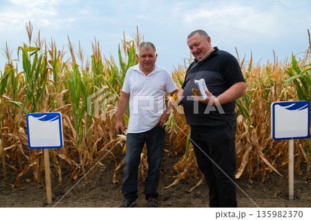 Two men in a cornfield discuss harvest, holding corn and notes beside signs during field day Two men in a cornfield discuss harvest, holding corn and notes beside signs during field day 135982370