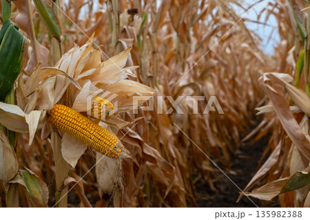 Fresh corn ears in a sunlit dry cornfield among tall stalks and withered leaves Fresh corn ears in a sunlit dry cornfield among tall stalks and withered leaves 135982388