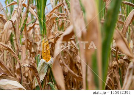 Golden ear of corn in a dry cornfield amid tall stalks and withered leaves Golden ear of corn in a dry cornfield amid tall stalks and withered leaves 135982395
