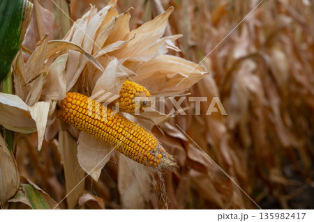 Golden corn ears on a sunlit stalk in a vast field, representing harvest and farmland Golden corn ears on a sunlit stalk in a vast field, representing harvest and farmland 135982417