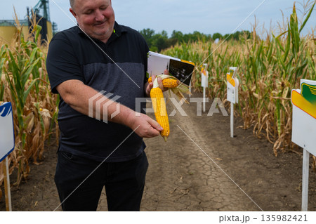 Man in a cornfield presents corn ear and clipboard, highlighting farming, harvest, and agricultural research in a rural setting 135982421