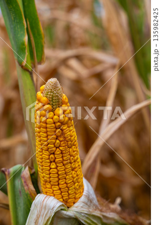 Close-up of ripe yellow corn on the ear in a sunlit cornfield ready for harvest Close-up of ripe yellow corn on the ear in a sunlit cornfield ready for harvest 135982425