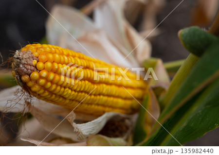 Golden corn on the cob with husk partially peeled in a rural field setting Golden corn on the cob with husk partially peeled in a rural field setting 135982440