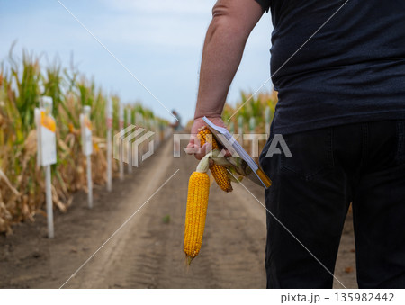 Person holds corn ears and notebook in a farm field along a dirt path 135982442