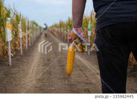 A person in a corn field holds ears of corn and a notebook, walking down a row of crops A person in a corn field holds ears of corn and a notebook, walking down a row of crops 135982445