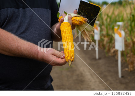 Man holds fresh corn cob in a cornfield, inspecting harvest with notebook in hand Man holds fresh corn cob in a cornfield, inspecting harvest with notebook in hand 135982455