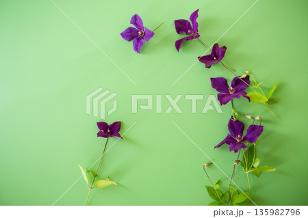 Single purple clematis on natural green background 135982796