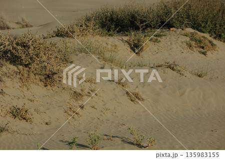 Abstract close-up of sand ripples on a beach in Vlora, Albania, captured on August  2025. Warm sunset light creates soft golden highlights and contrasting shadows, forming natural patterns  135983155