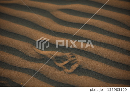 Abstract close-up of sand ripples on a beach in Vlora, Albania, captured on August  2025. Warm sunset light creates soft golden highlights and contrasting shadows, forming natural patterns  135983190