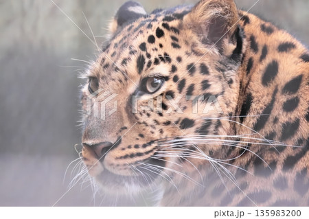 アムールヒョウ アムールヒョウ 135983200