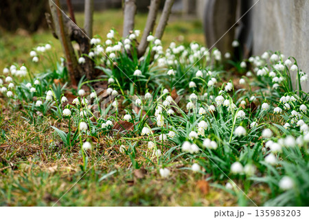 Mass blooming of spring snowflake flowers (Leucojum vernum) forming a white floral carpet under trees, early spring nature scene. Mass blooming of spring snowflake flowers (Leucojum vernum) forming a white floral carpet under trees, early spring nature scene. 135983203
