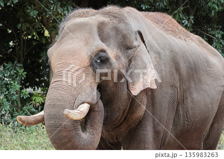 インドゾウ 135983263