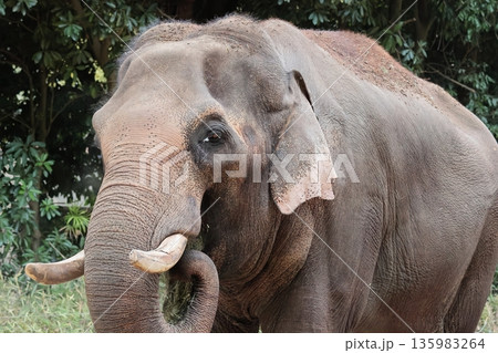インドゾウ インドゾウ 135983264