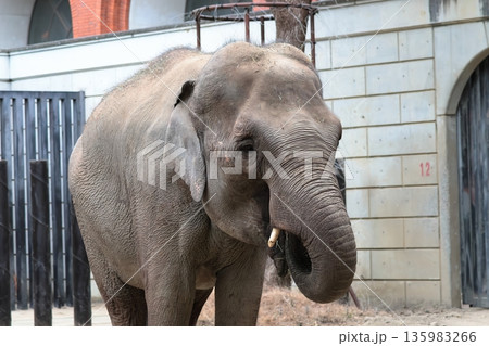 インドゾウ 135983266