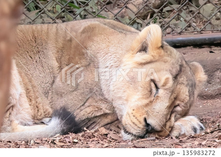 インドライオン 135983272