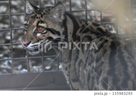 ウンピョウ ウンピョウ 135983293