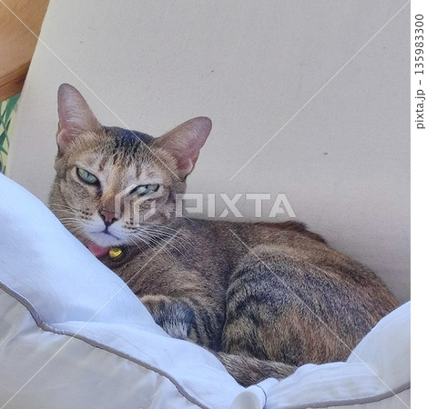 怒って見える猫 135983300