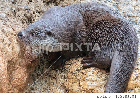 カワウソ カワウソ 135983381