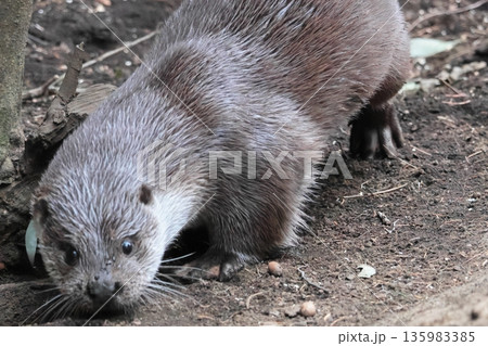 カワウソ カワウソ 135983385