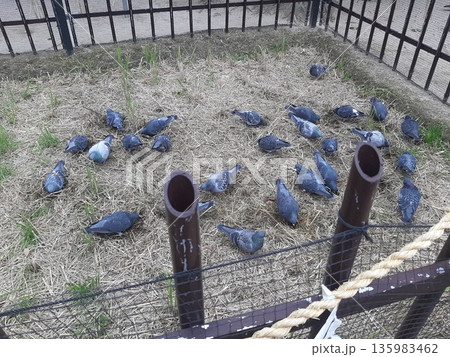 柵の中の鳩の群れ 鳩の群れ 鳩 柵の中の鳩の群れ 鳩の群れ 鳩 135983462