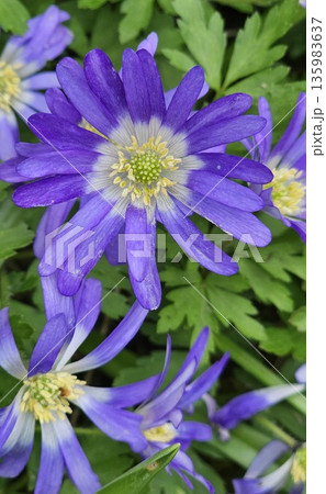 A bunch of purple flowers with green leaves 135983637