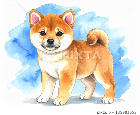 柴犬 柴犬 135983655