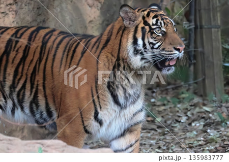 スマトラトラ 135983777