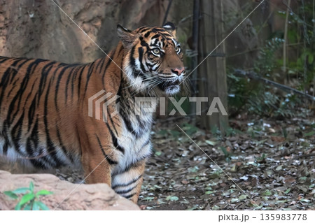 スマトラトラ スマトラトラ 135983778