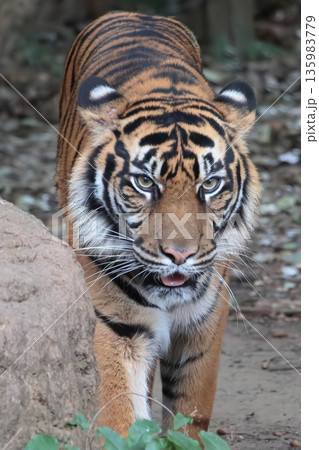 スマトラトラ 135983779