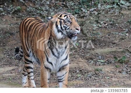 スマトラトラ 135983785