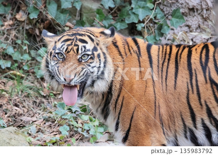 スマトラトラ 135983792