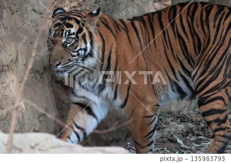 スマトラトラ 135983793